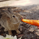 Illustration for article titled Bunny Island Is Cute, Furry, and Depressing